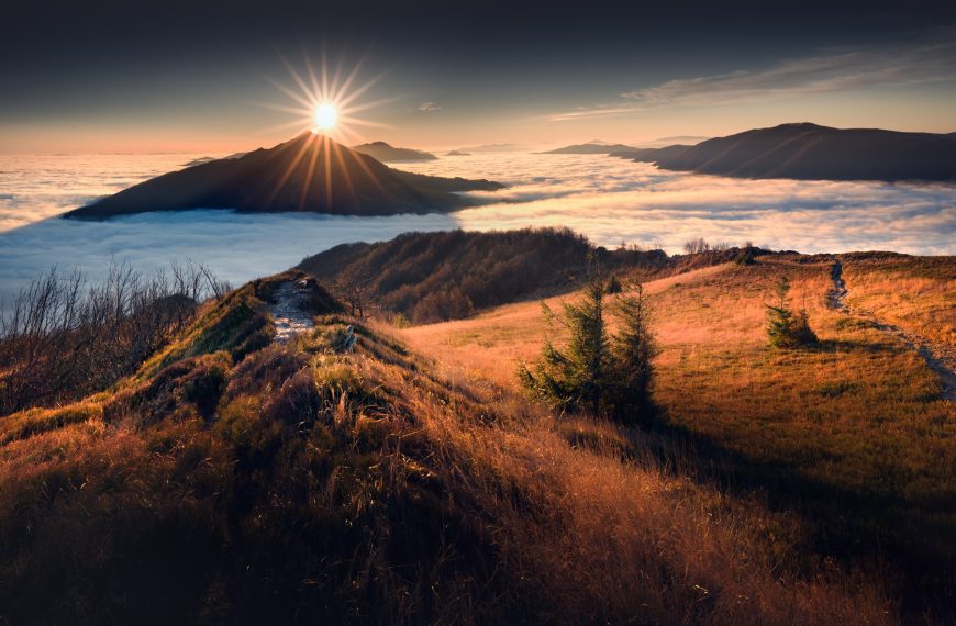 Dzika przyroda – bezcenny skarb Podkarpacia